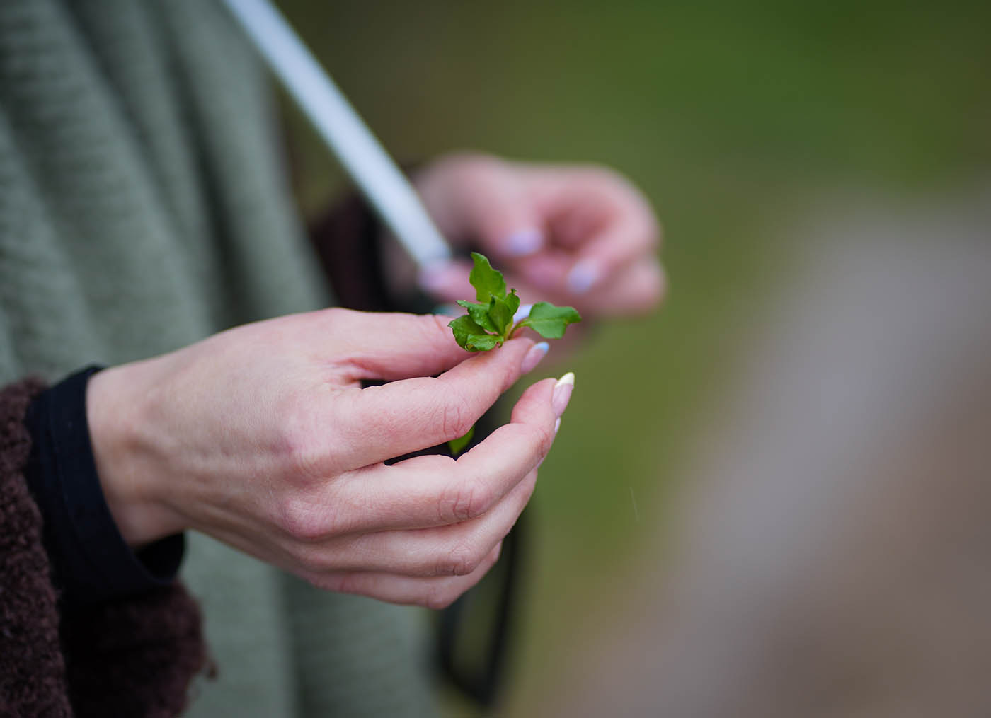 Vogelmiere in Nahaufnahme während des Ostara Kräuterwegs