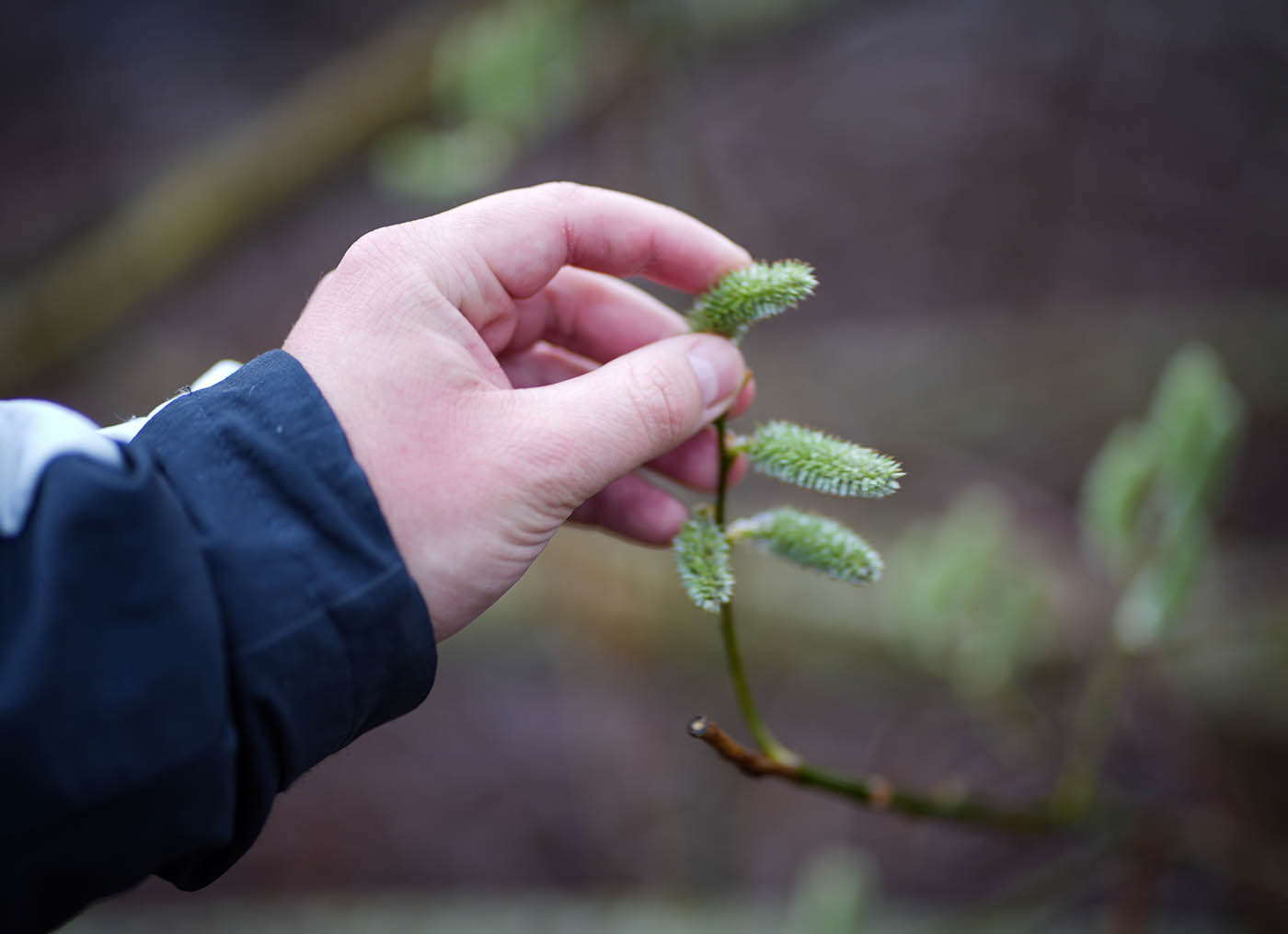 Weidenkätzchen in Nahaufnahme beim Ostara  Kräuterweg
